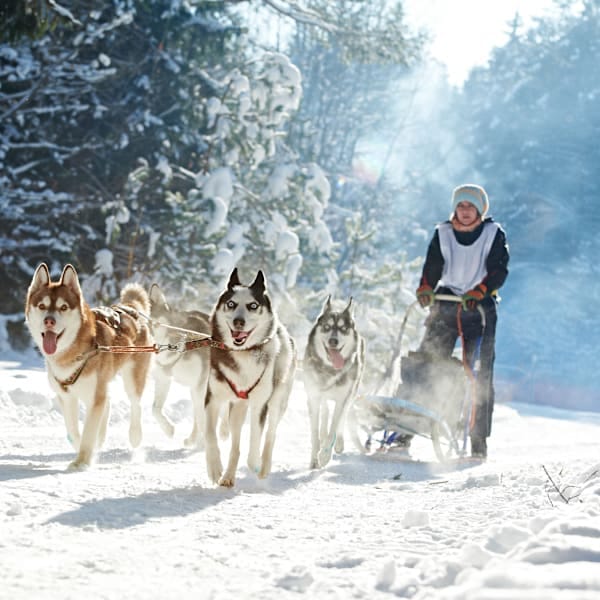 Finland Signature: Northern lights in a nature igloo