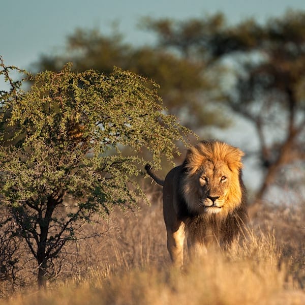 All around Africa: Desert dreams and safari wonders