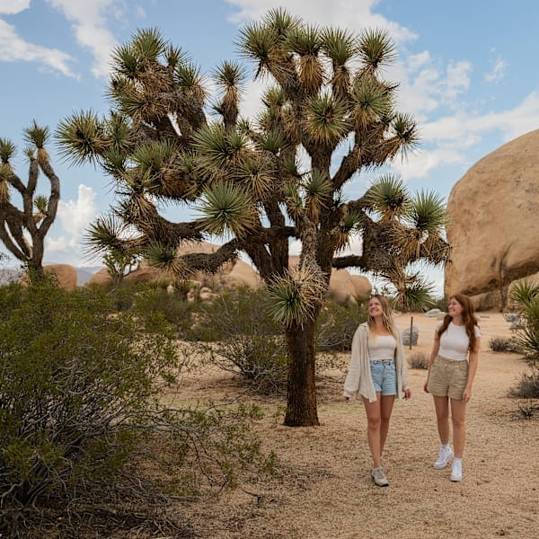 New York and California: Road trip dreams and national wonders